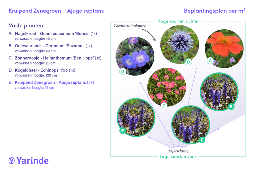 Bio-Creeping Zenegreen – Ajuga reptans (auch pro/m2)