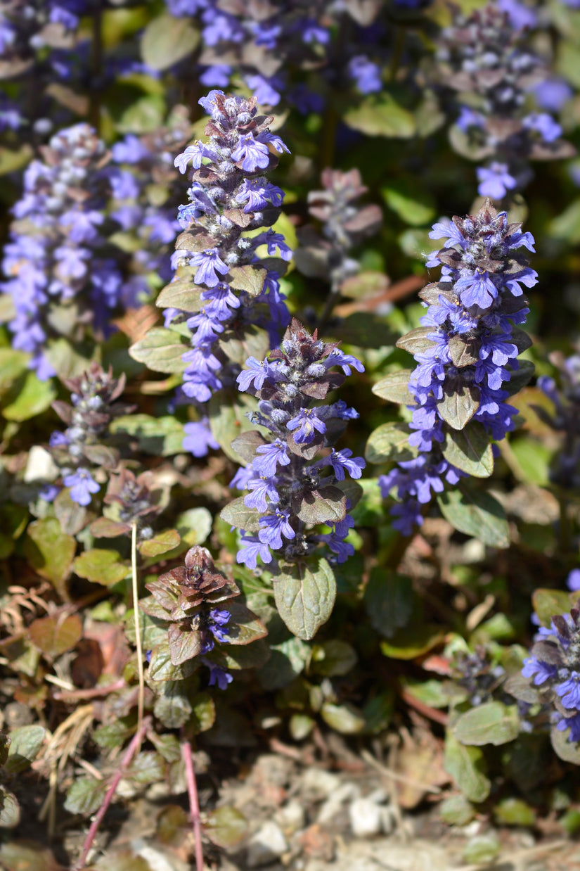 Kriechendes Zenegreen - Ajuga reptans 'Atropurpurea' (auch pro/m2)