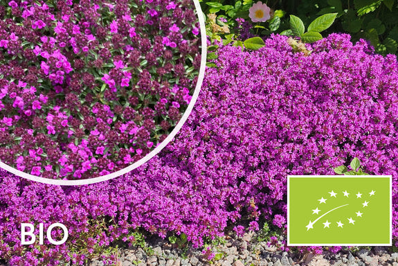 Bio Kriechender Thymian 'Rosa/Rot' - Thymus praecox 'Coccineus' (auch per/m2)