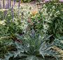 Bio-Kreuzdistel - Eryngium agavifolium