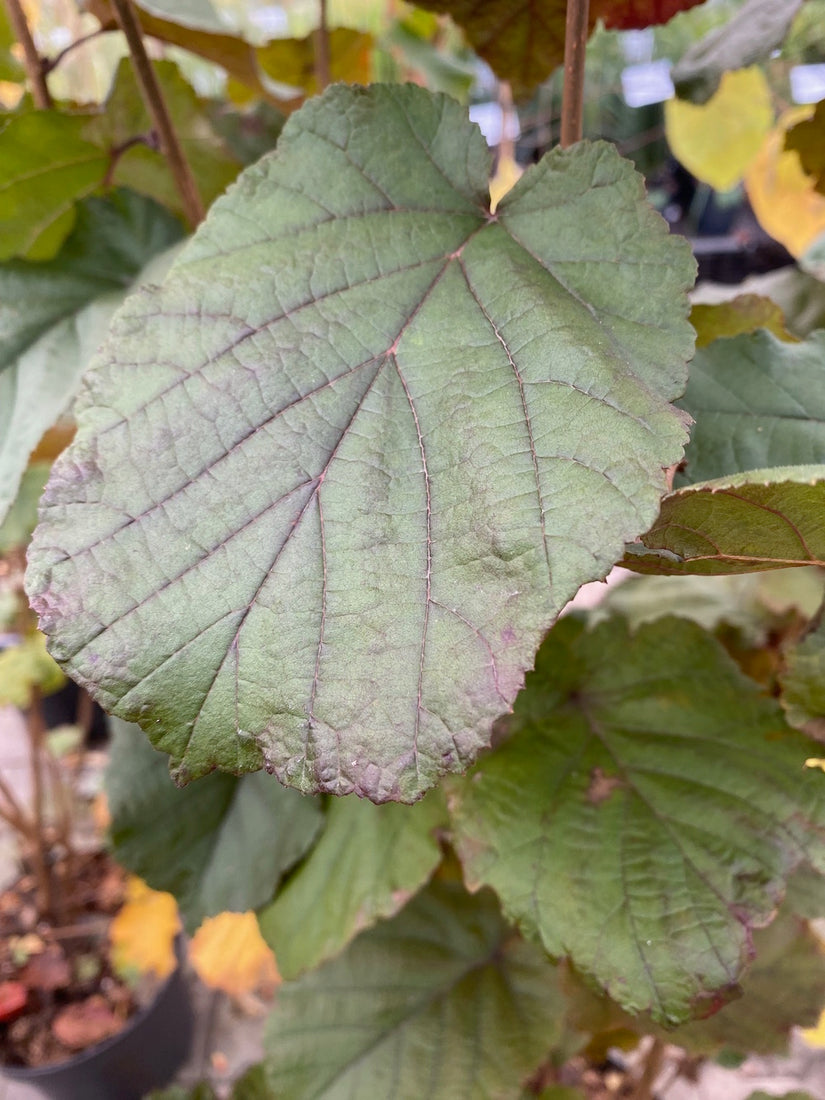 Lambertusnuss - Corylus maxima 'Purpurea'