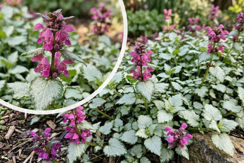 Gefleckte Taubnessel - Lamium maculatum 'Beacon Silver'