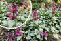 Gefleckte Taubnessel - Lamium maculatum 'Beacon Silver'