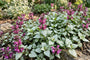 Gefleckte Taubnessel - Lamium maculatum 'Beacon Silver'