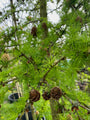 Europäische Lärche / Lärche - Larix decidua