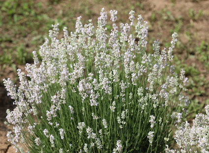 Bio Lavendel Weiß - Lavandula Arctic Snow