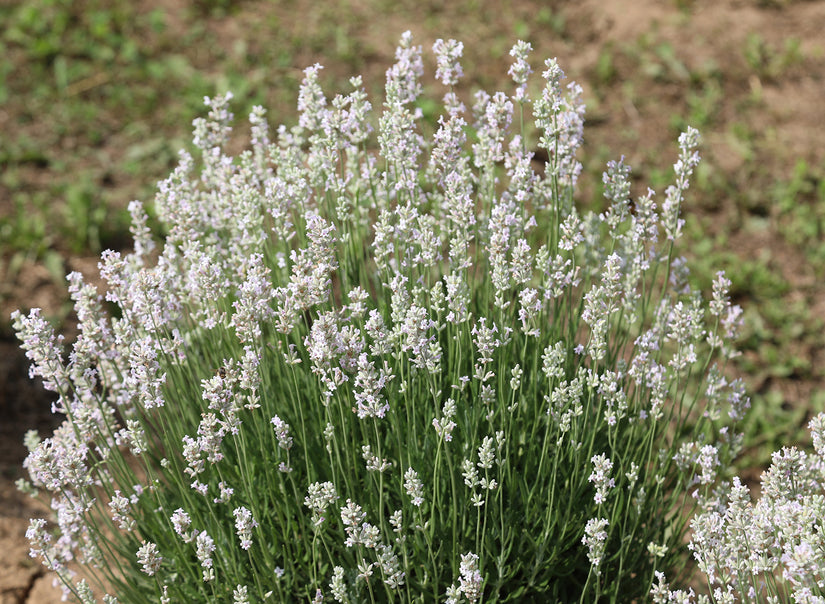 Bio Lavendel Weiß - Lavandula Arctic Snow