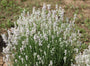Bio Lavendel Weiß - Lavandula Arctic Snow
