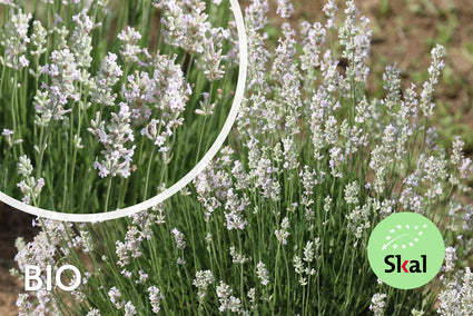 Bio Lavendel Weiß - Lavandula Arctic Snow