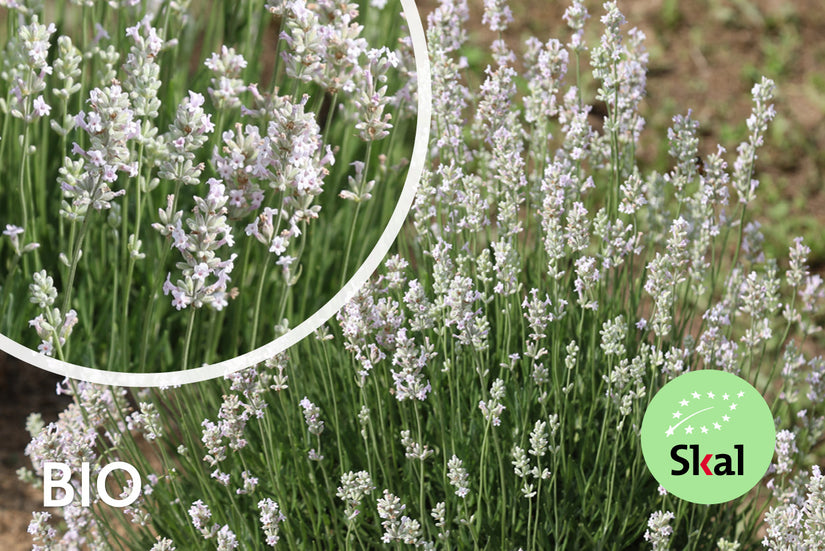 Bio Lavendel Weiß - Lavandula Arctic Snow