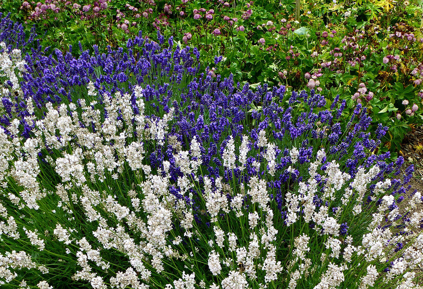 Gewöhnlicher Lavendel (Weiß) - Lavandula angustifolia 'Alba'
