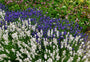 Gewöhnlicher Lavendel (Weiß) - Lavandula angustifolia 'Alba'
