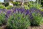 Gemeiner Lavendel (Blau/Lila) - Lavandula angustifolia 'Hidcote'