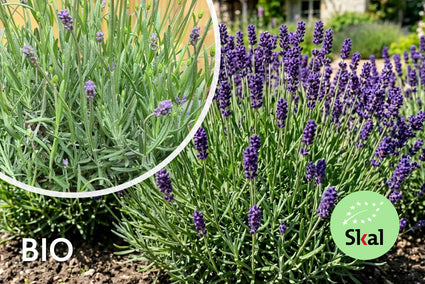 Gemeiner Lavendel (Blau/Lila) - Lavandula angustifolia 'Hidcote'