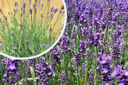 Gemeiner Lavendel (Blau/Lila) - Lavandula angustifolia 'Hidcote'