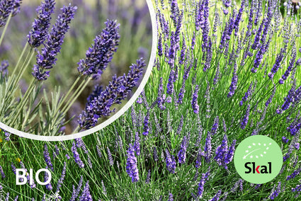 Bio-Lavendel - Lavandula intermedia 'Grosso'