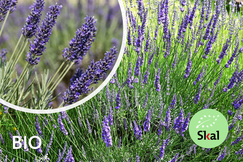 Bio-Lavendel - Lavandula intermedia 'Grosso'