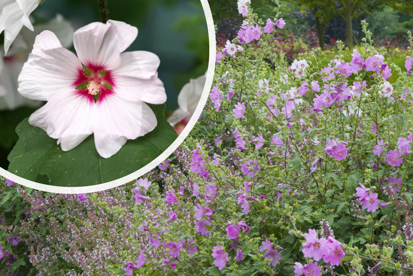 Strauchmalve - Lavatera 'Barnsley'