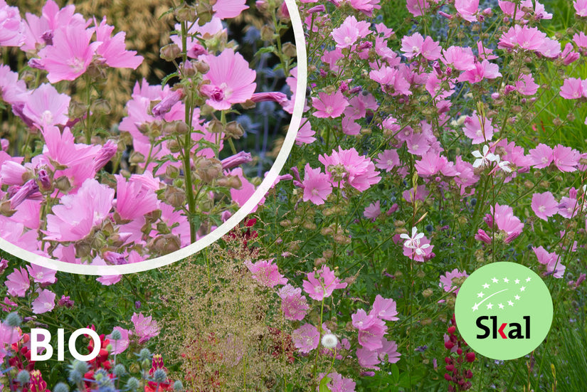 Bio-Buschmalve - Lavatera 'Rosea'