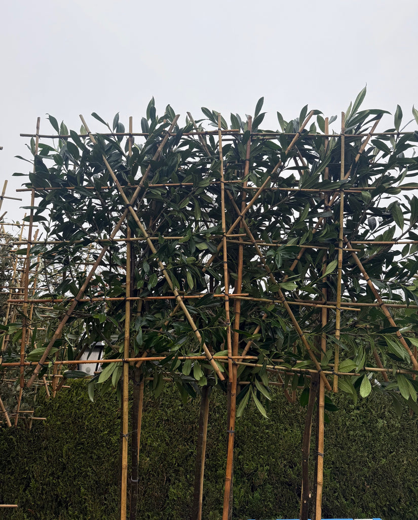 Kirschlorbeer - Prunus caucasica Spalierbaum - Immergrün