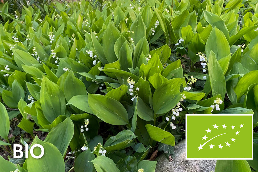 Bio Maiglöckchen - Convallaria majalis