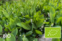 Bio Maiglöckchen - Convallaria majalis