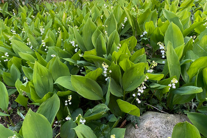 Maiglöckchen - Convallaria majalis