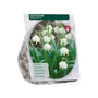 Märzenbecher Leucojum - 30 Blumenzwiebeln