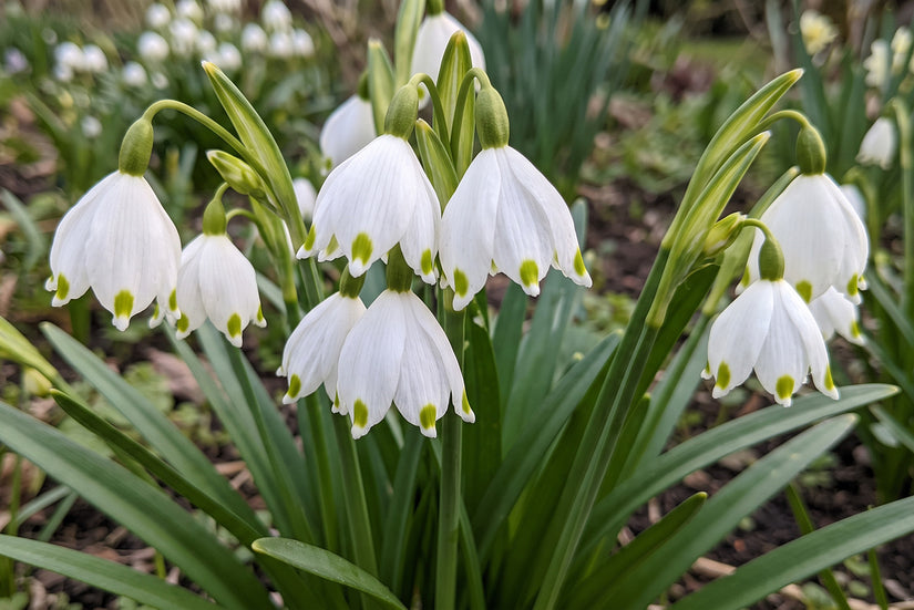 Märzenbecher Leucojum - 30 Blumenzwiebeln