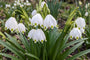 Märzenbecher Leucojum - 30 Blumenzwiebeln