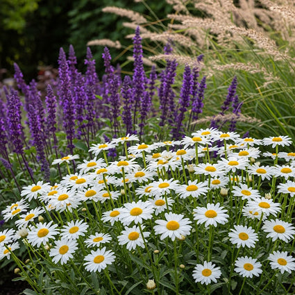 Margriet - Leukantheme 'Silberprinzesschen'