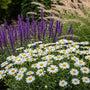 Margriet - Leukantheme 'Silberprinzesschen'