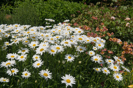 Biologische Margerite – Leucanthemum (S) „Silberprinzesschen“