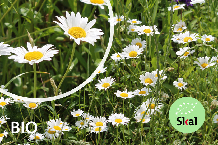 Bio-Gänseblümchen - Leucanthemum vulgare 'Maikönigin'