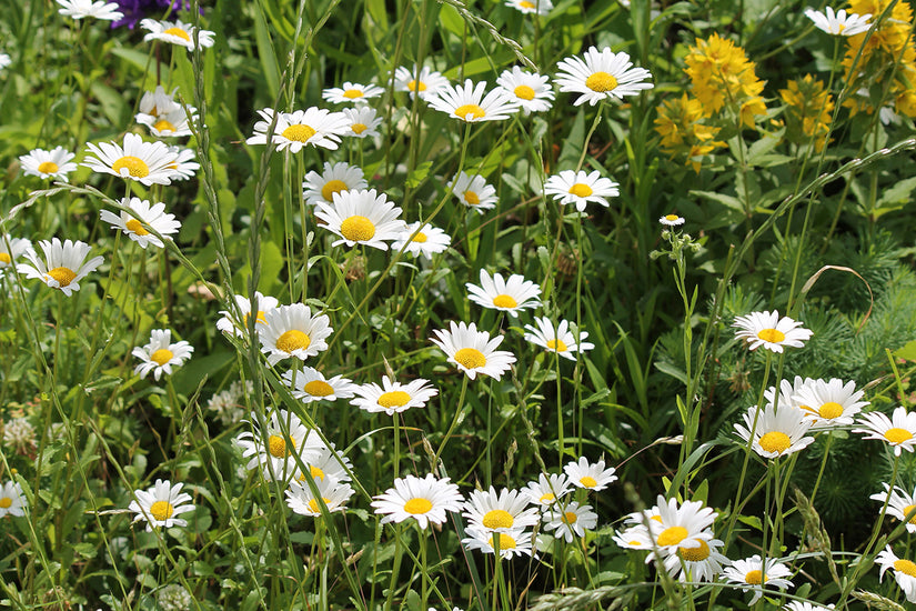 Bio-Gänseblümchen - Leucanthemum vulgare 'Maikönigin'