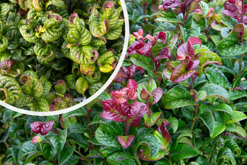 Traubenheide - Leucothoe 'Curly Red'