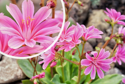 Bitterkraut - Lewisia Cotyledon