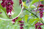 Fasanenbeere - Leycesteria formosa 'Little Lantern'®