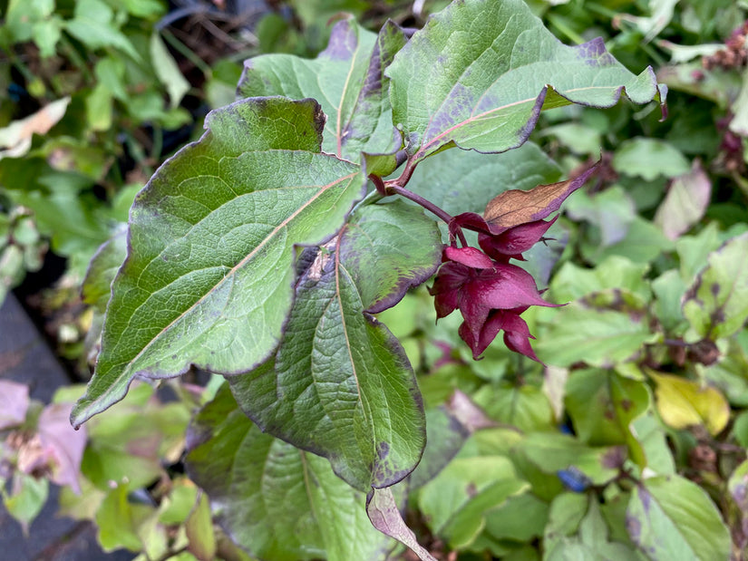 Fasanenbeere - Leycesteria formosa