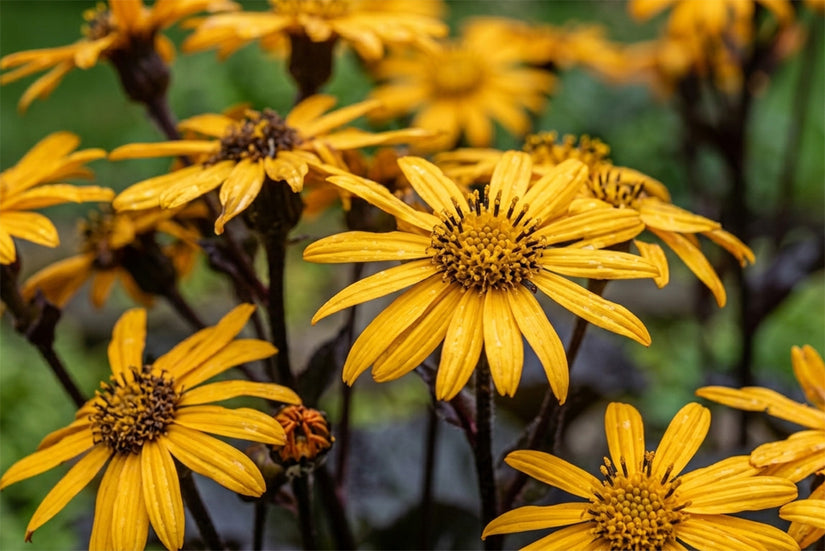 Greiskraut - Ligularia dentata