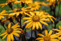 Greiskraut - Ligularia dentata