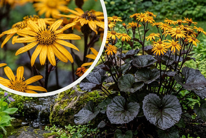 Greiskraut - Ligularia dentata