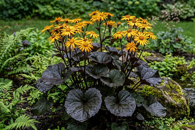 Greiskraut - Ligularia dentata