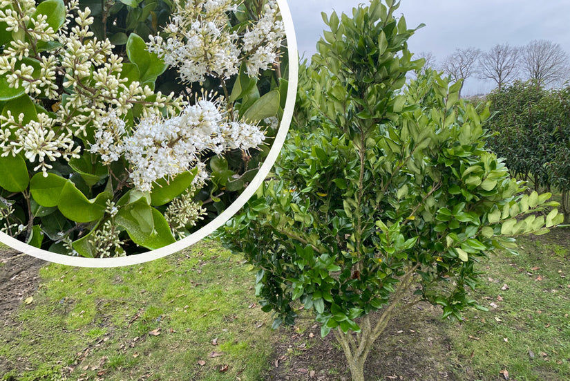 Meerstammige Liguster - Ligustrum japonicum 'Texanum' (wintergroene sierheester)