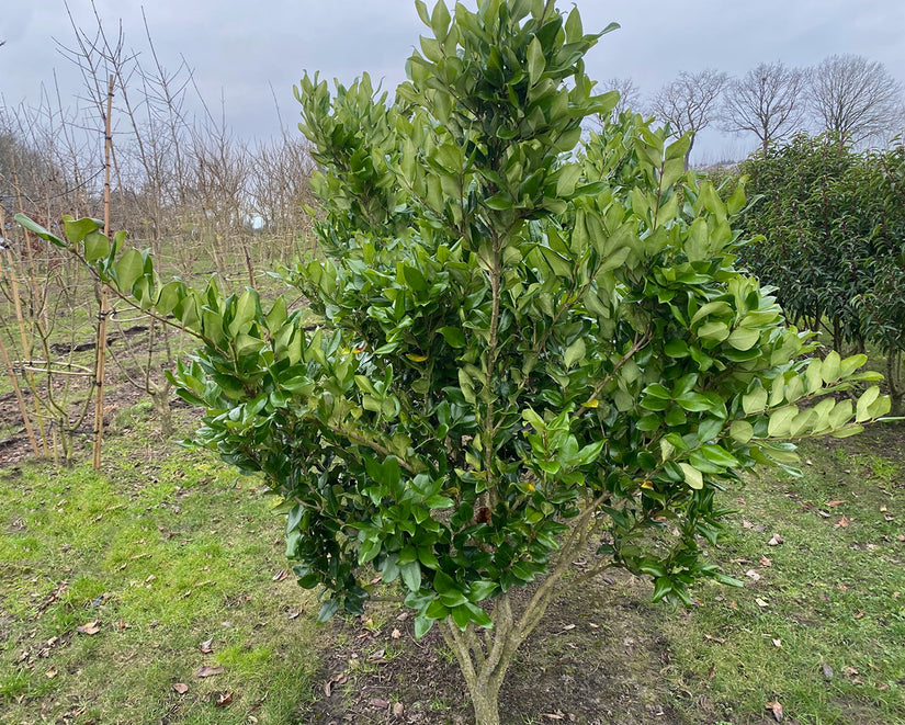 Meerstammige Liguster - Ligustrum japonicum 'Texanum' (wintergroene sierheester)