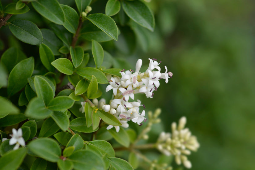 Liguster - Ligustrum delavayanum (Kugelform)