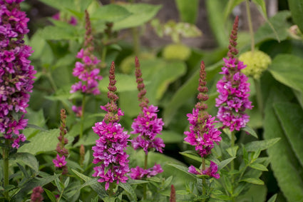 Bio-Flachslöwenmaul – Linaria purpurea