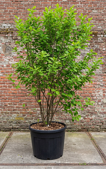 Fieberbusch - Lindera Benzoe