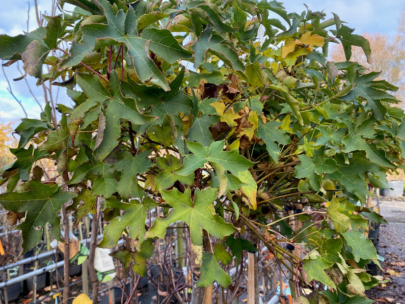 Amberbaum - Liquidambar styraciflua 'Gum Ball' Niedrigstammbaum 150 cm