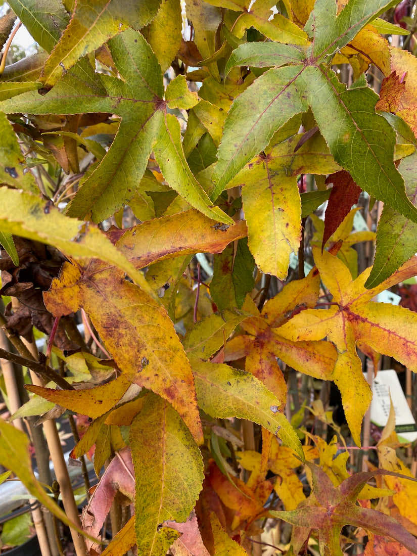 Amberbaum - Liquidambar styraciflua 'Slender Silhouette' Säulenform